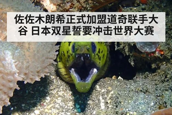 佐佐木朗希正式加盟道奇联手大谷 日本双星誓要冲击世界大赛